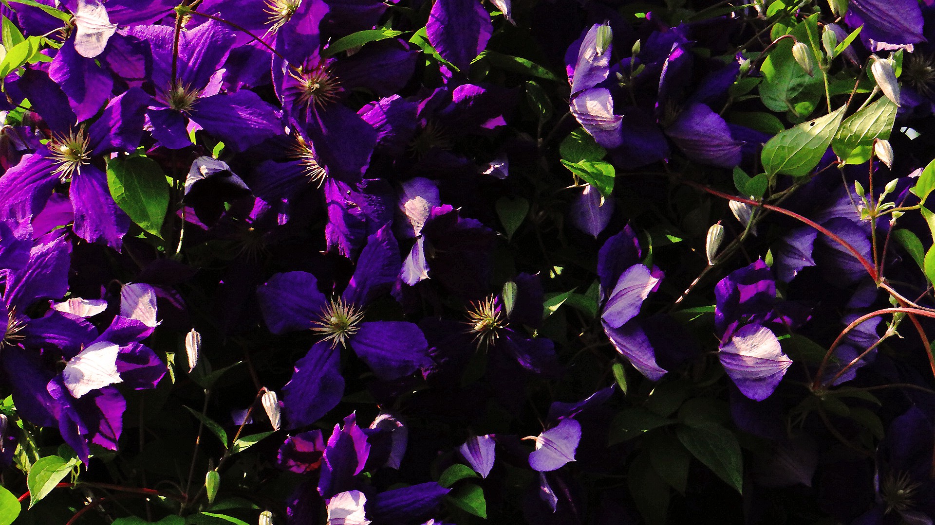 flowers nature clematis free photo