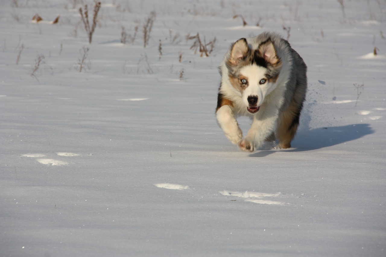 in the snow dogs winter free photo