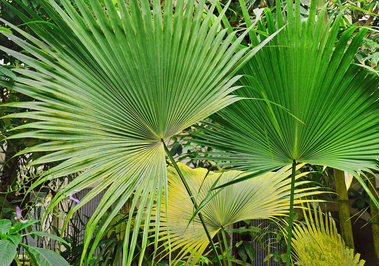 in the tropical house botanical garden greenhouse free photo