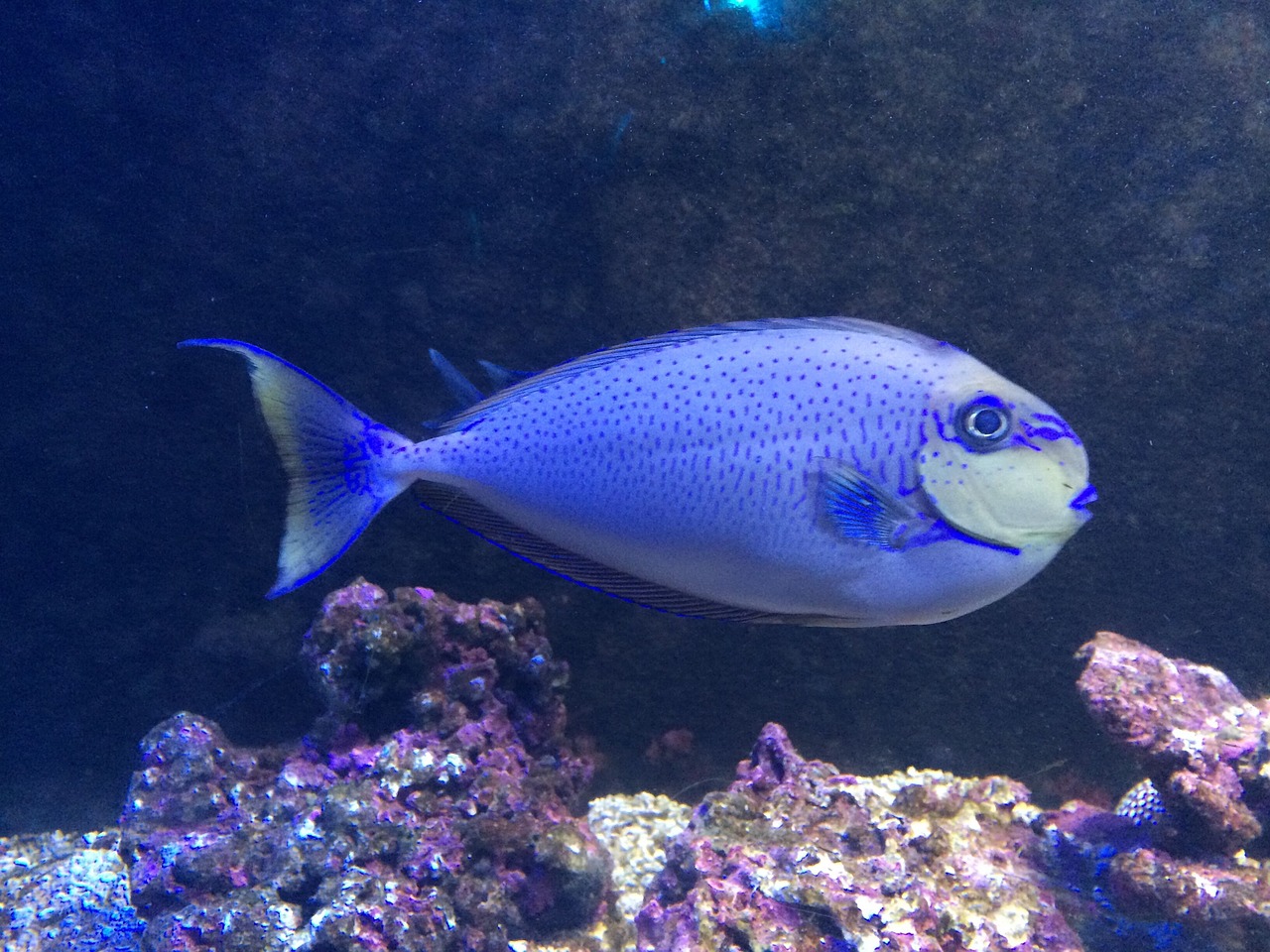 in the water fish marine fish free photo