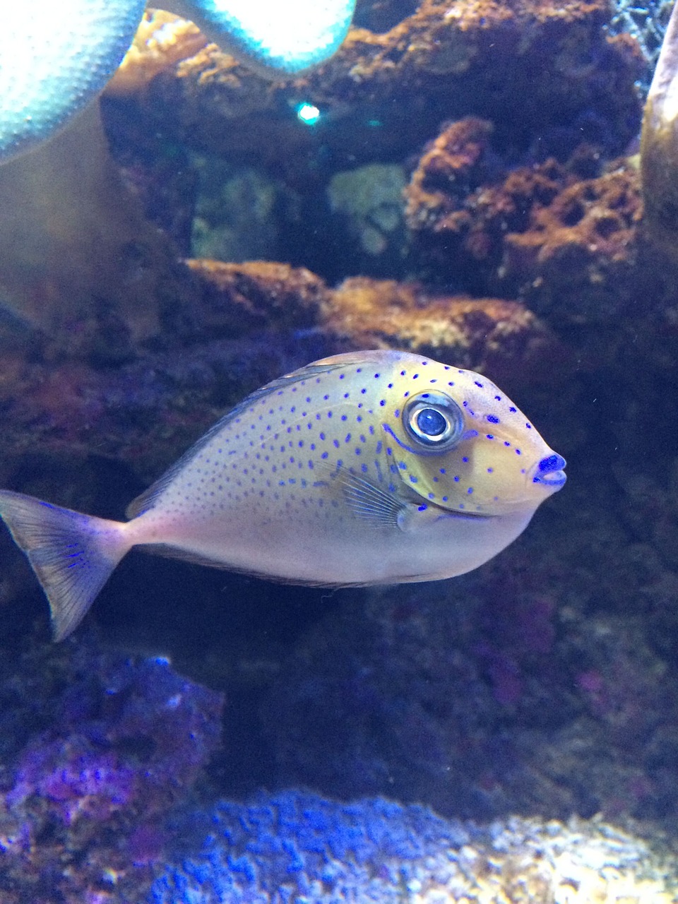 in the water fish marine fish free photo