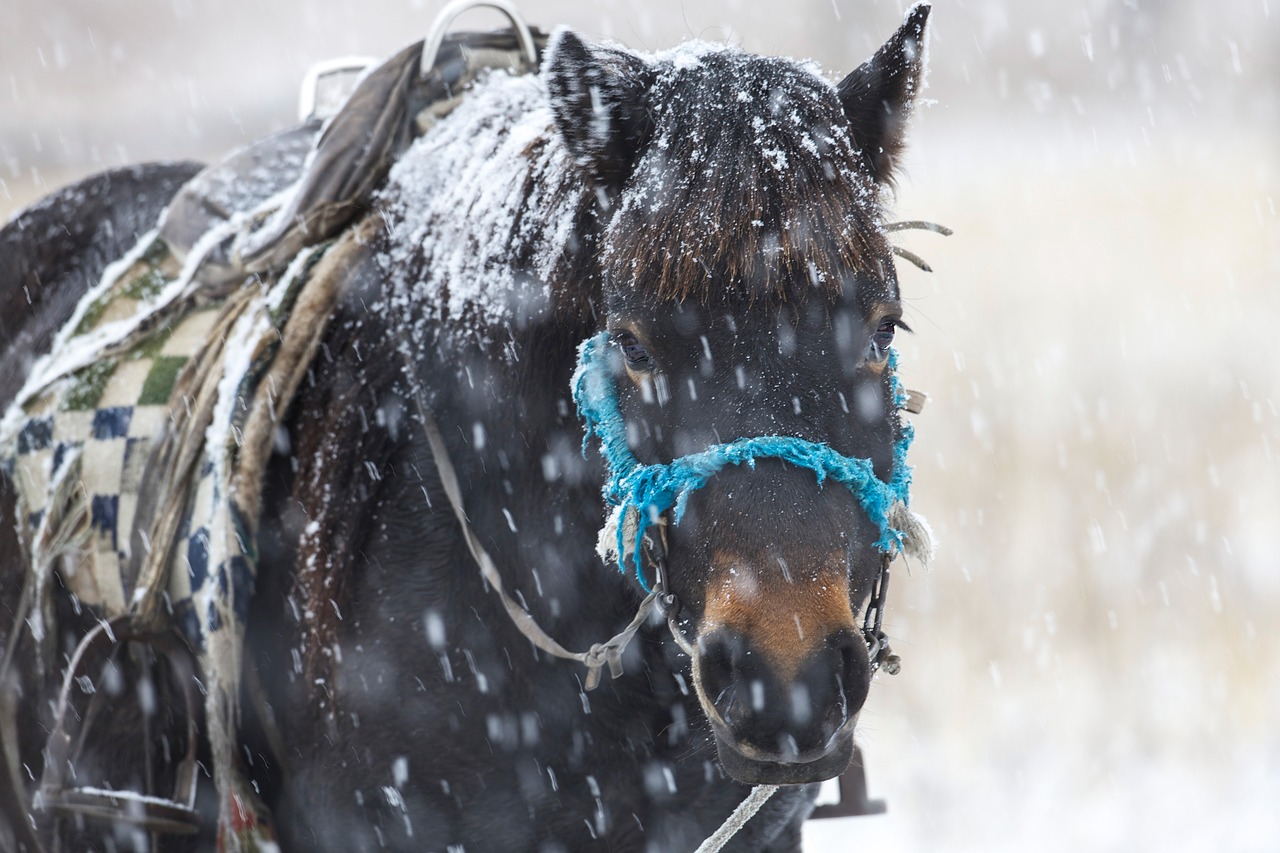 in the winter horse snowfall free photo
