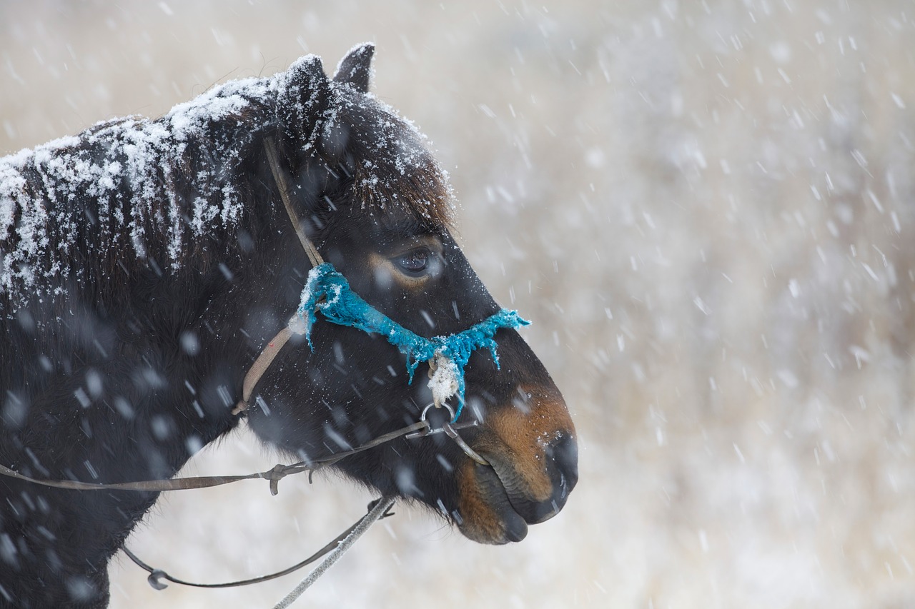 in the winter horse snowfall free photo