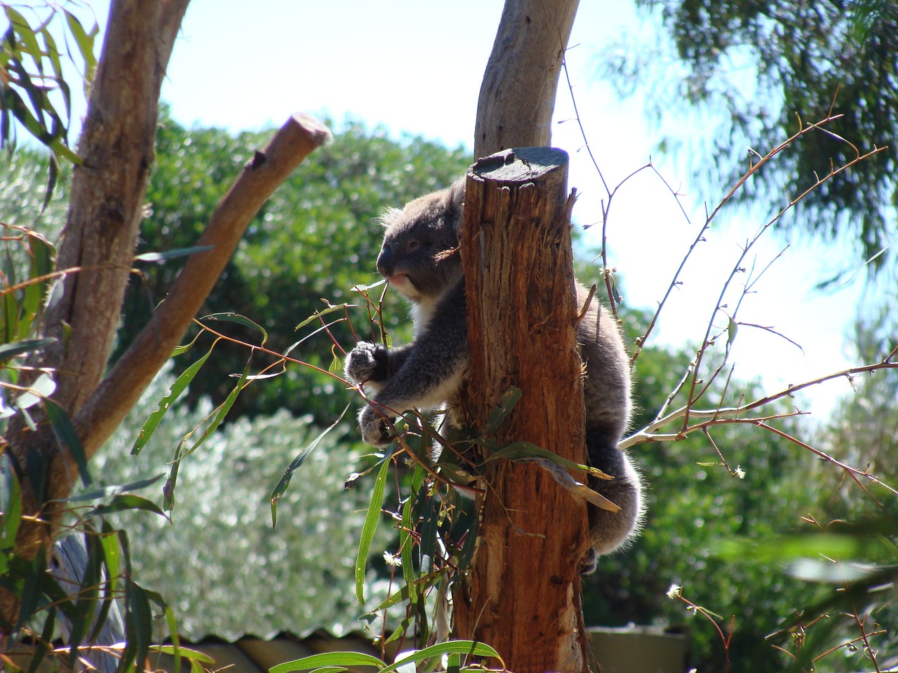 in the world of animals koala australia free photo