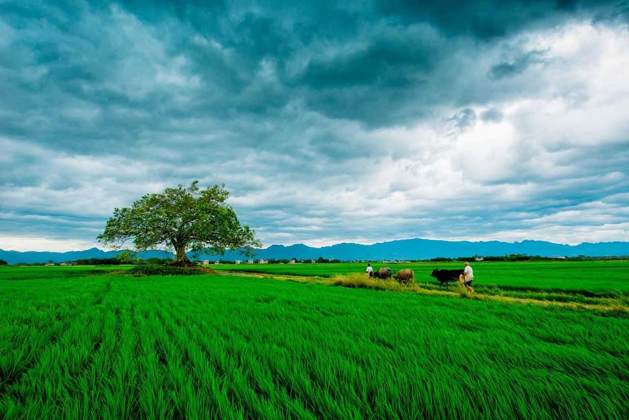 in wheat field agriculture green grass free photo