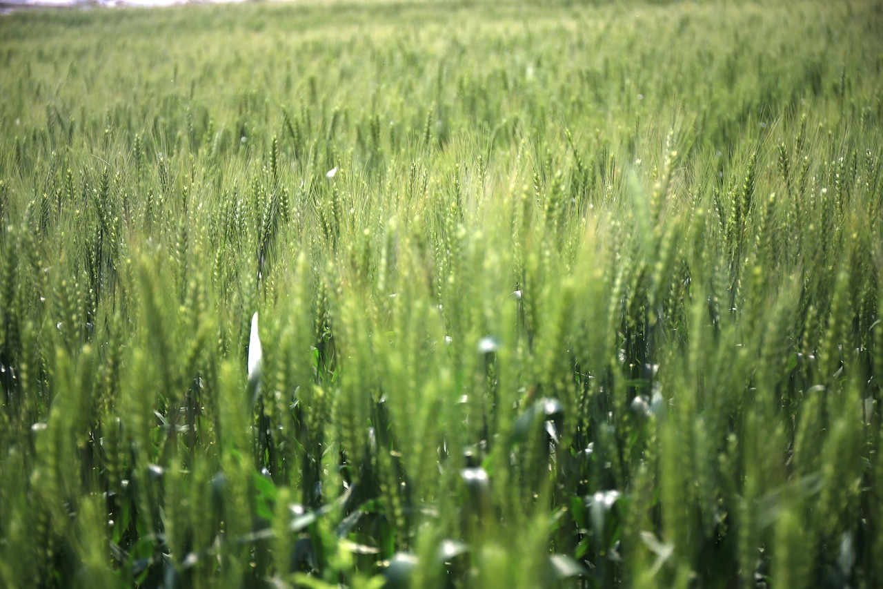 in wheat field gain mr green free photo