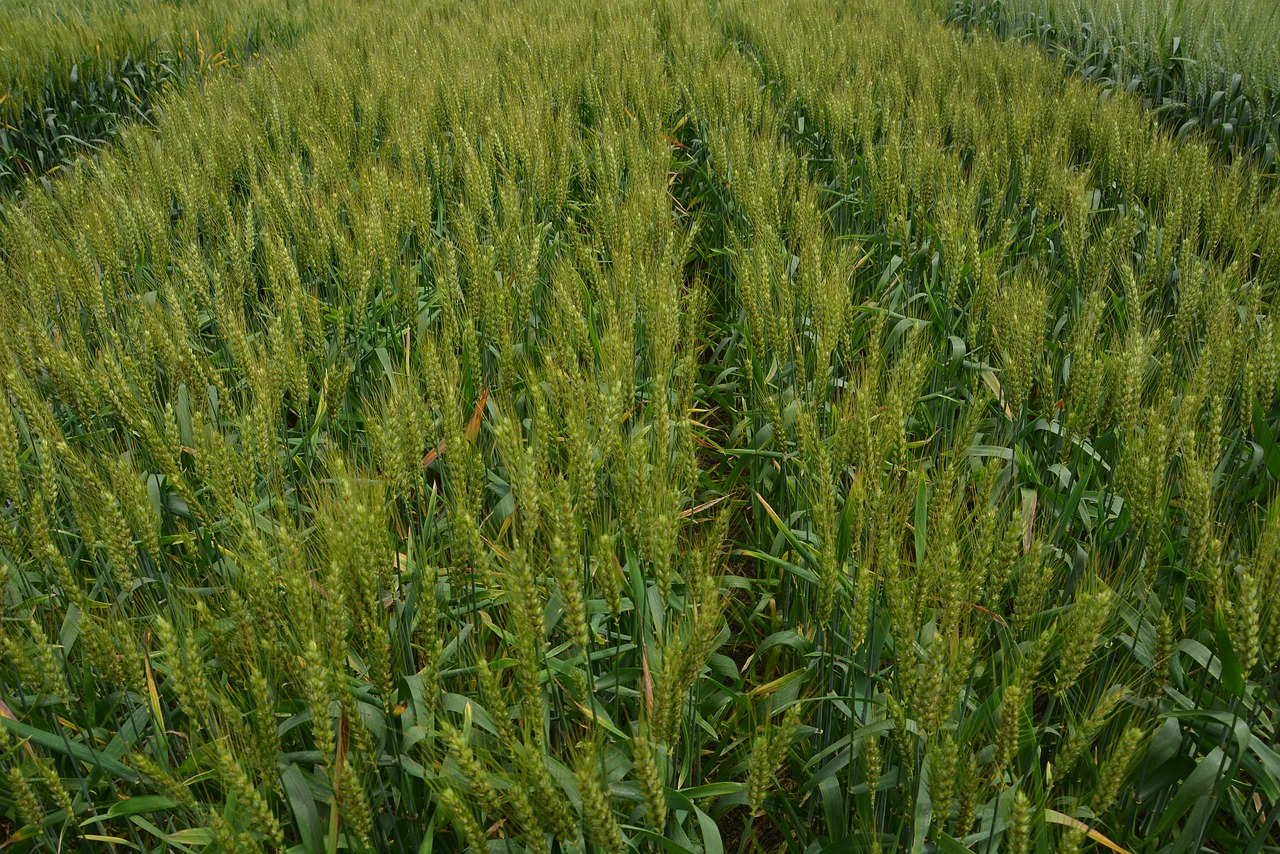 in wheat field green neat free photo