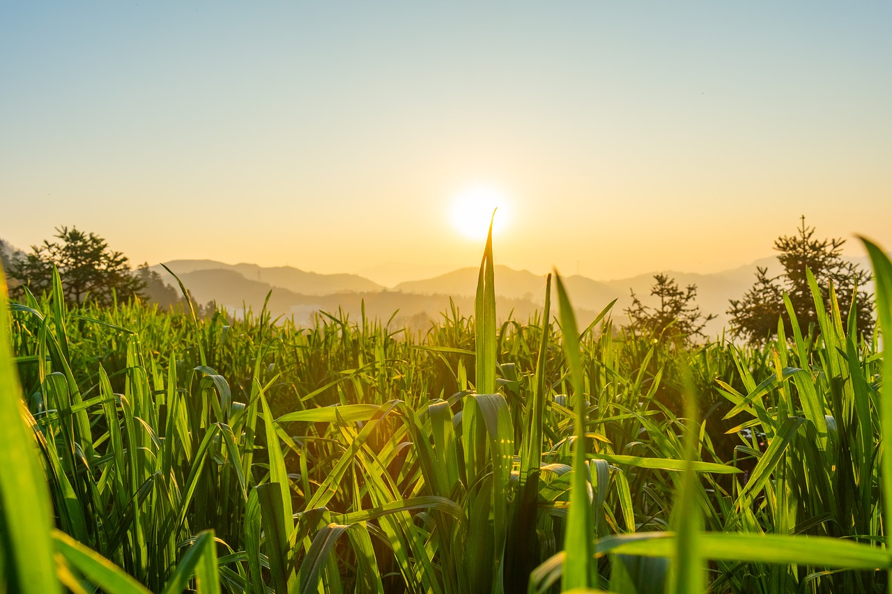 in wheat field  wheat  green leaf free photo