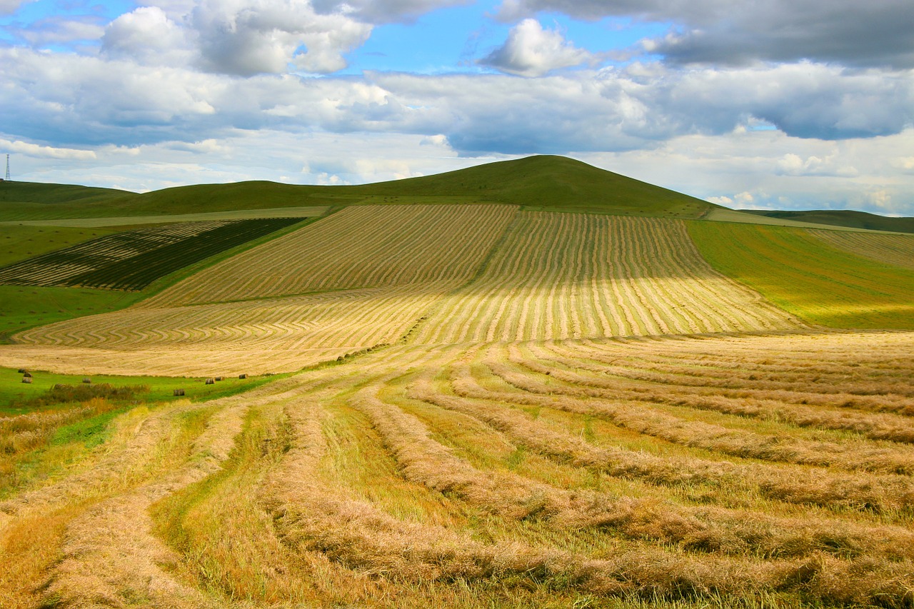 in wheat field prairie the vast free photo