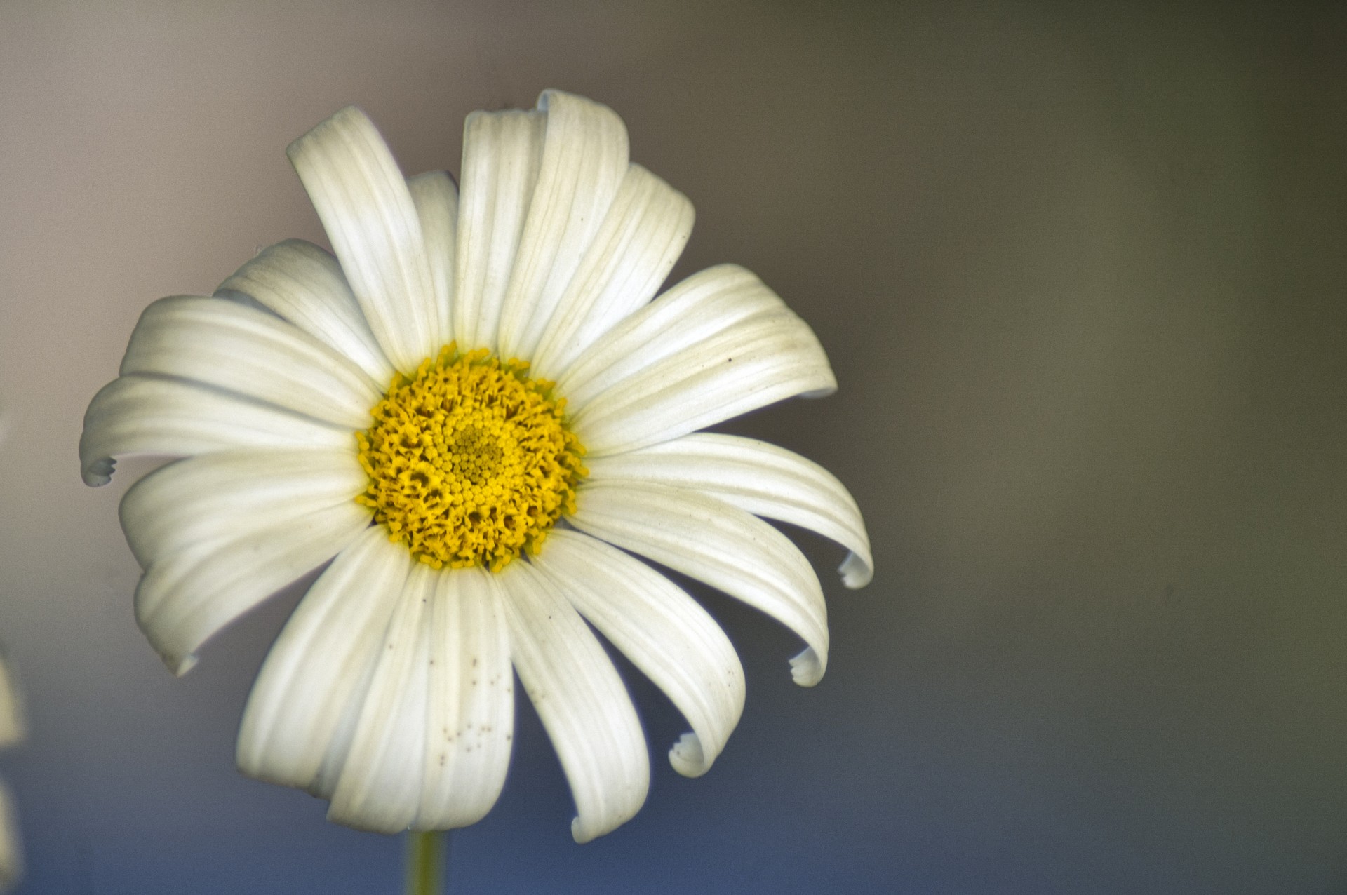 white flower in white free photo