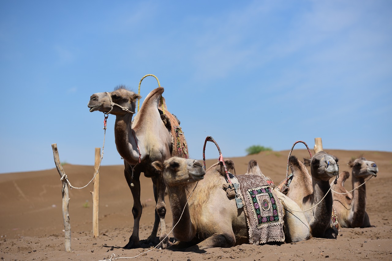 in xinjiang desert turpan free photo