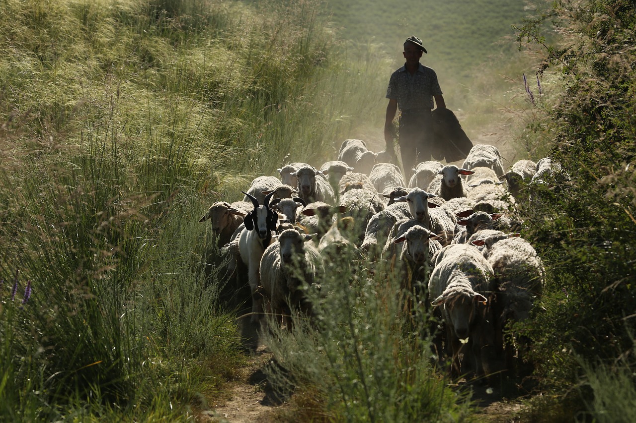 in xinjiang the flock transitions free photo