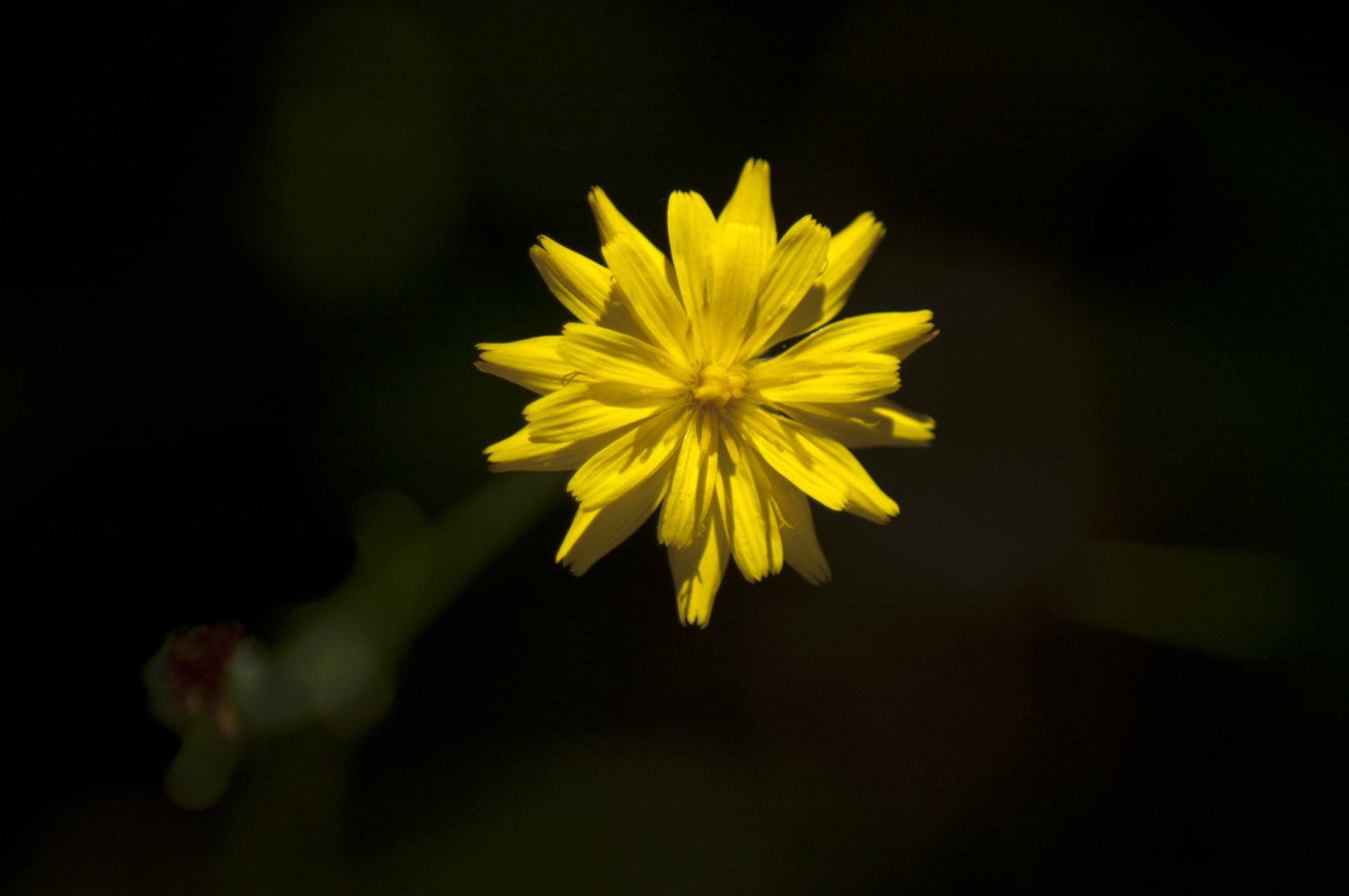 yellow flower star free photo