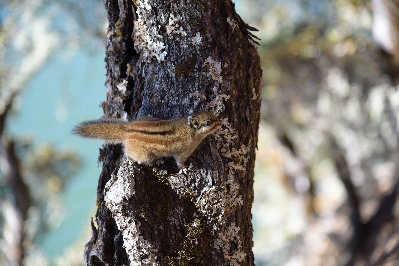 in yunnan province shangri-la's squirrel free photo