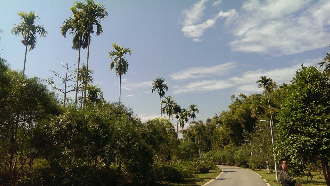 in yunnan province botanical garden tropical plants free photo