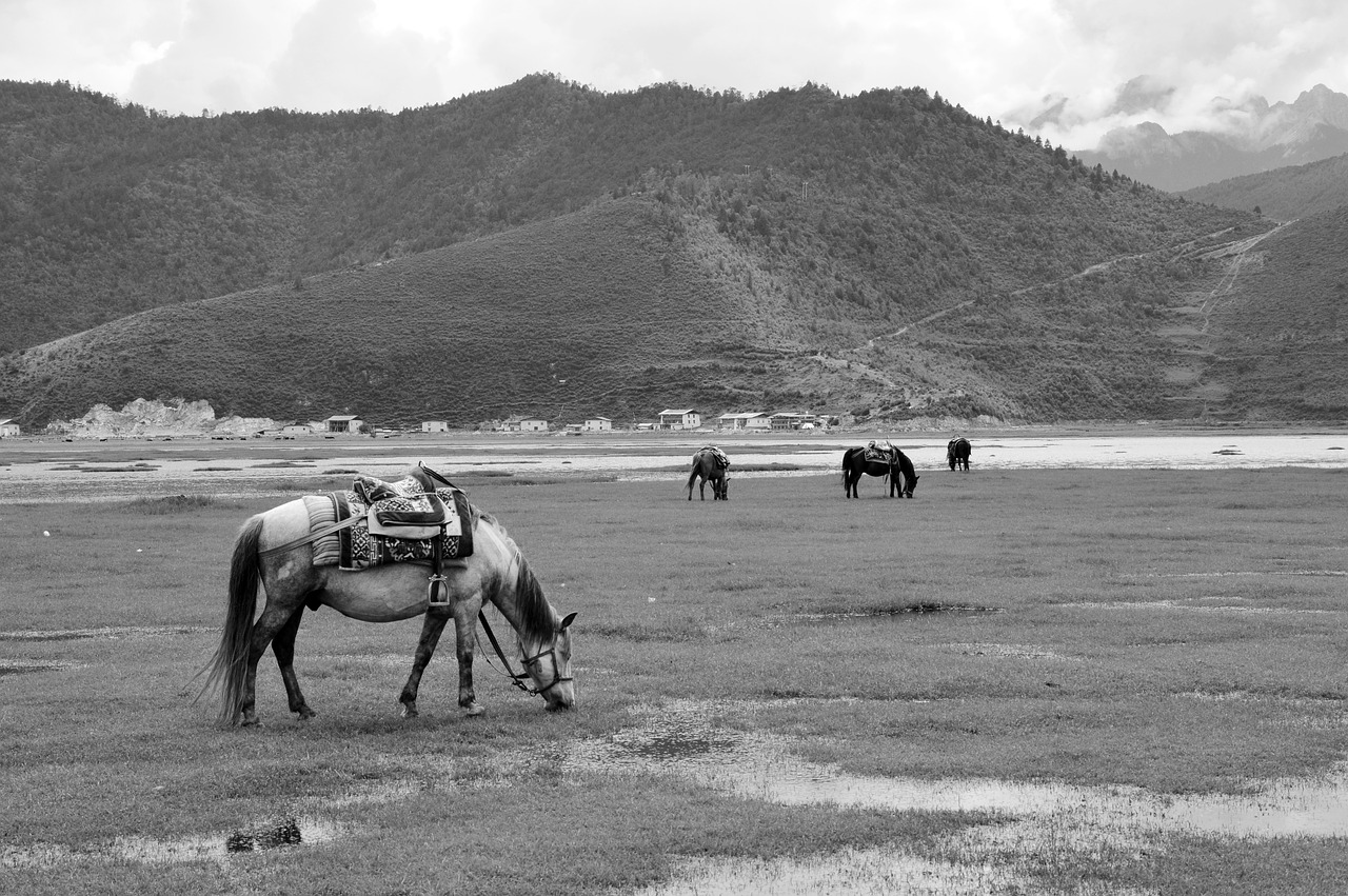 in yunnan province prairie horse free photo