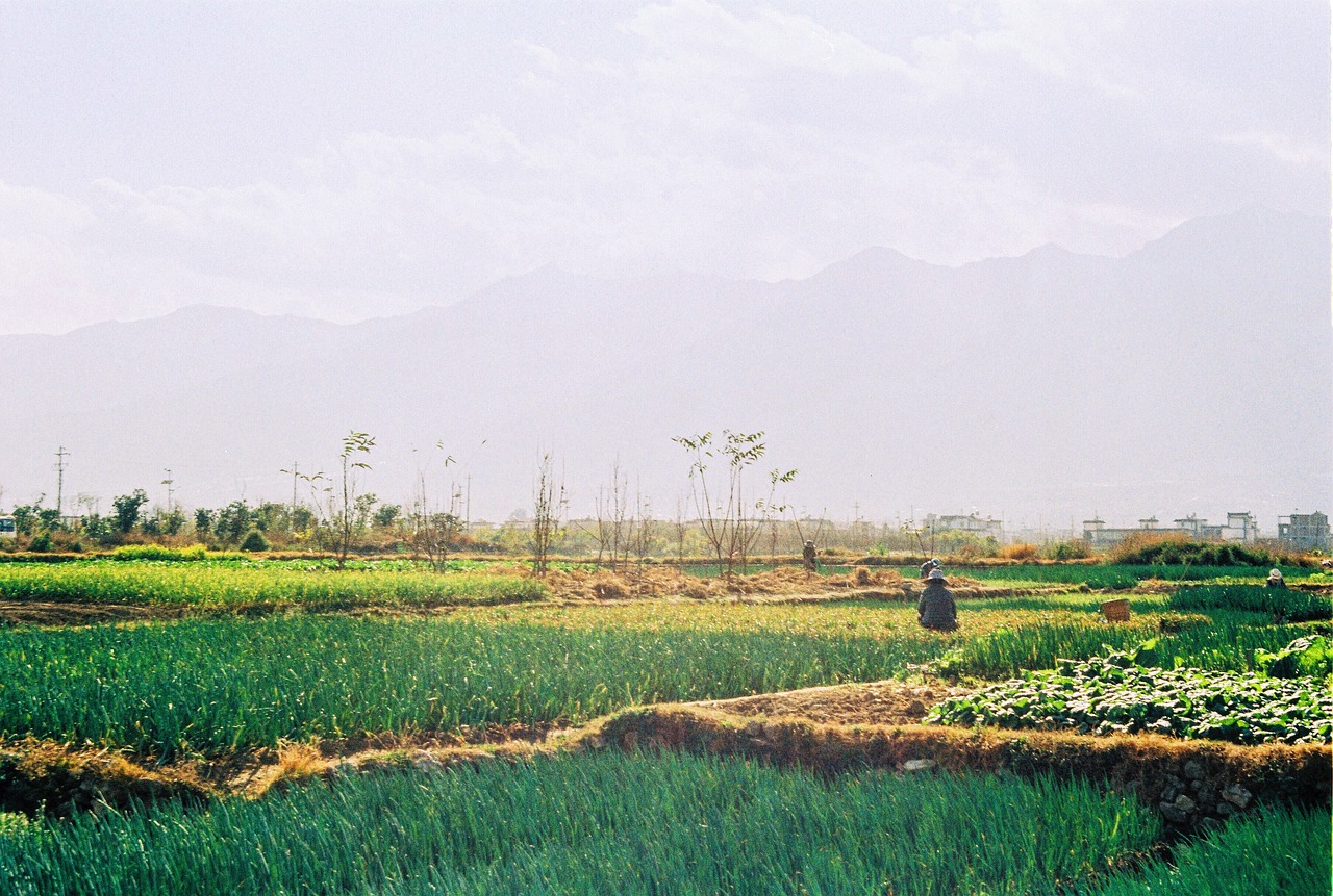 in yunnan province  dali  vegetable fields free photo