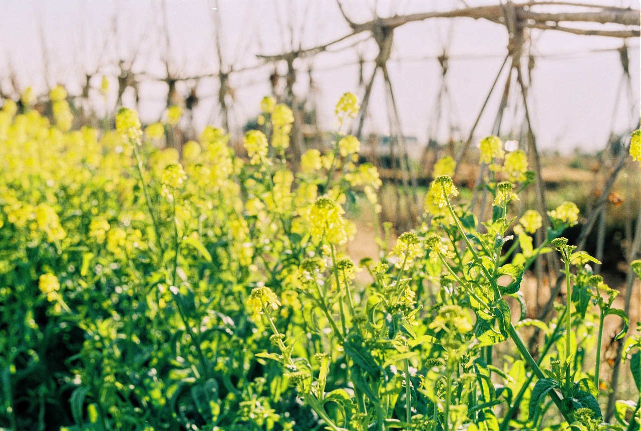 in yunnan province  dali  vegetable fields free photo