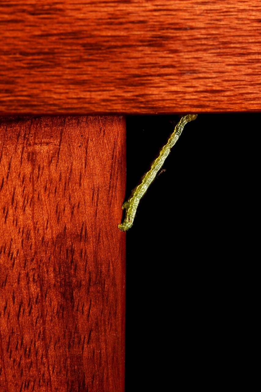 inchworm wood green free photo