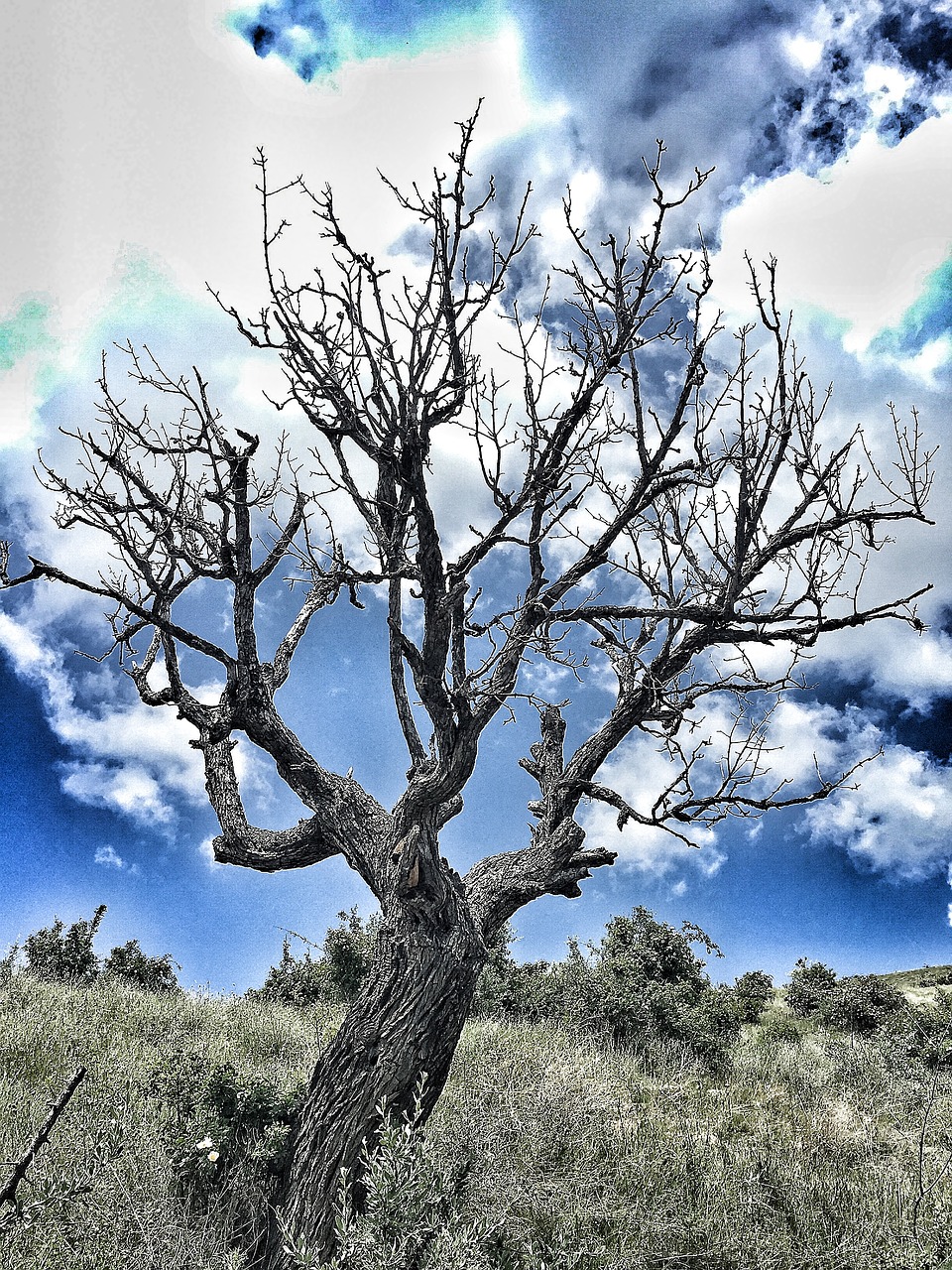 dry pear tree free photo