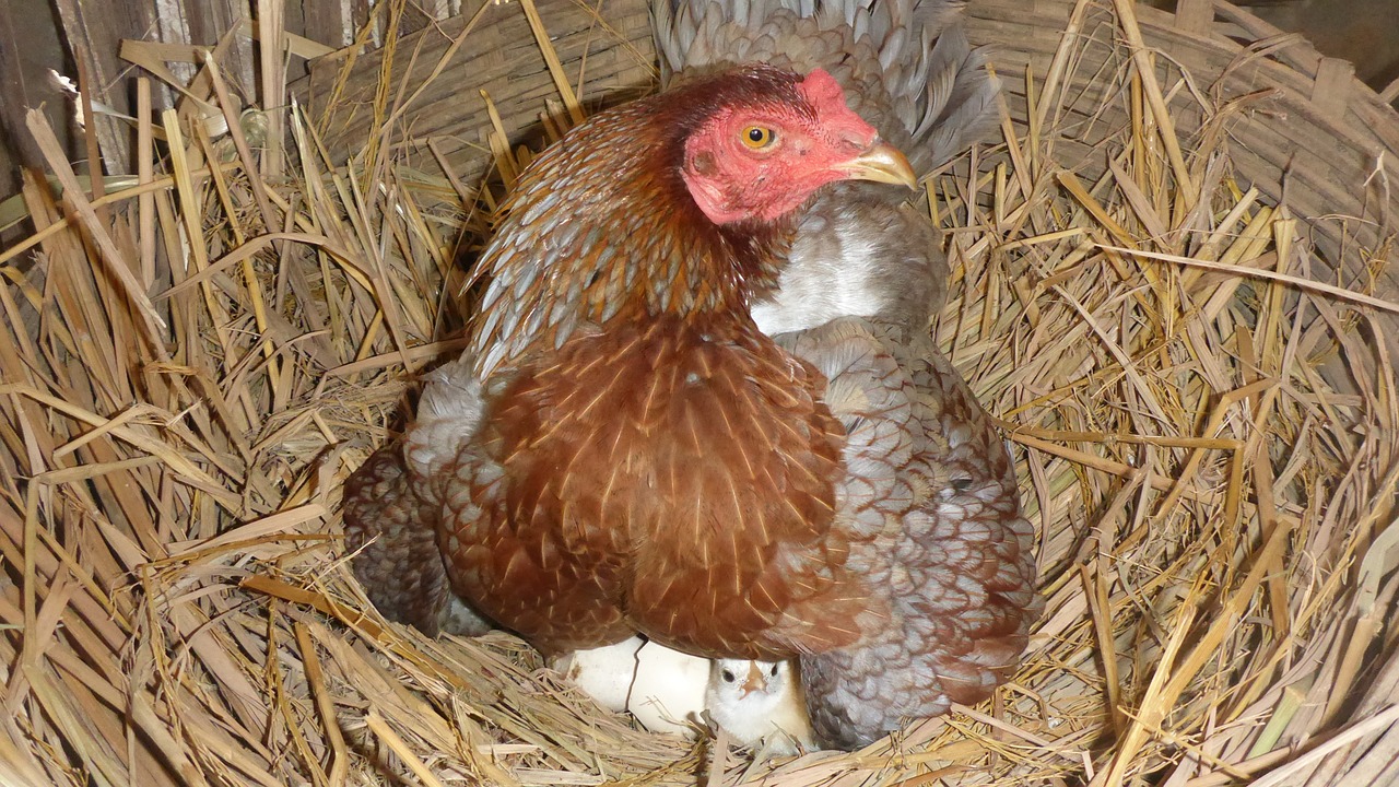 egg hen incubation free photo