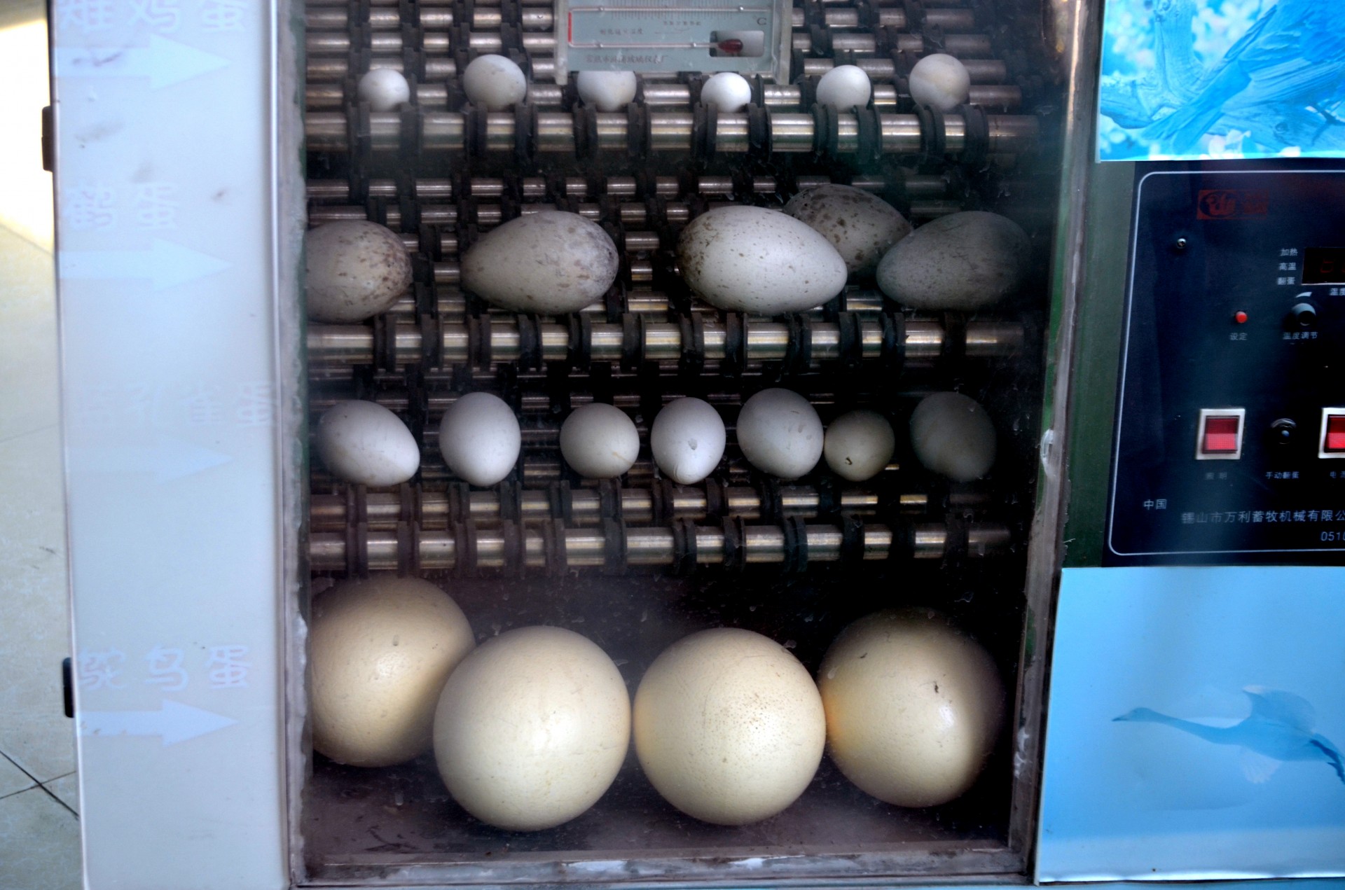 incubator zoo egg free photo