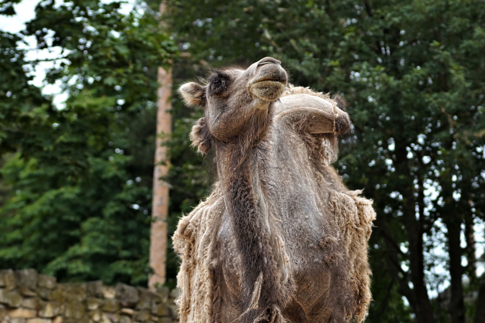 independent camel independent camel free photo