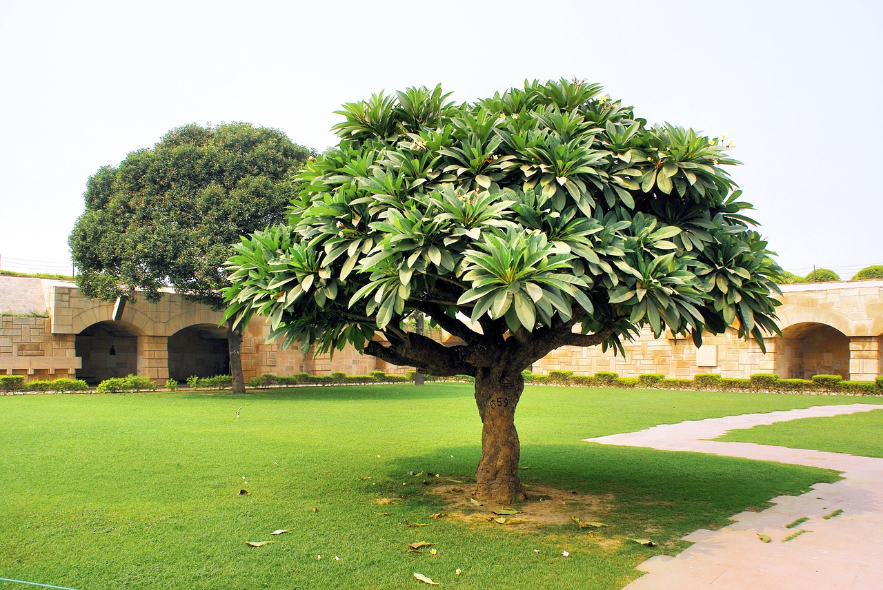 india tomb tree free photo