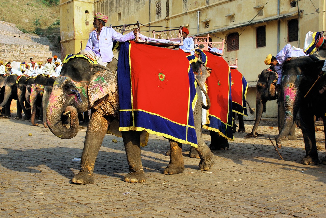 india amber elephant free photo