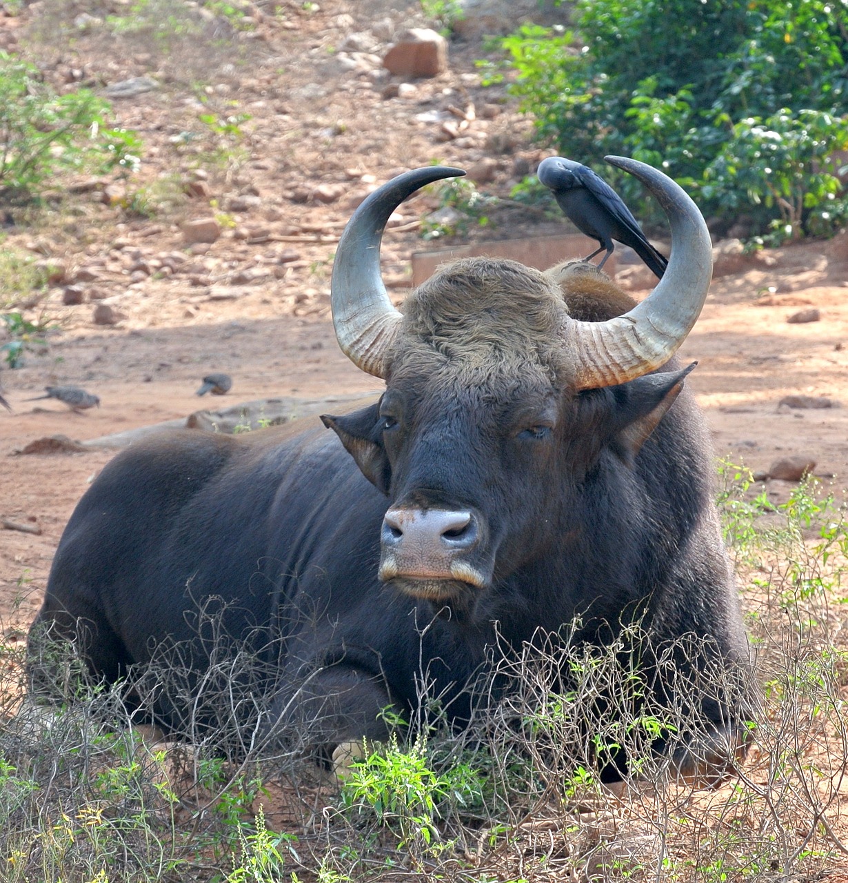 india buffalo bison free photo