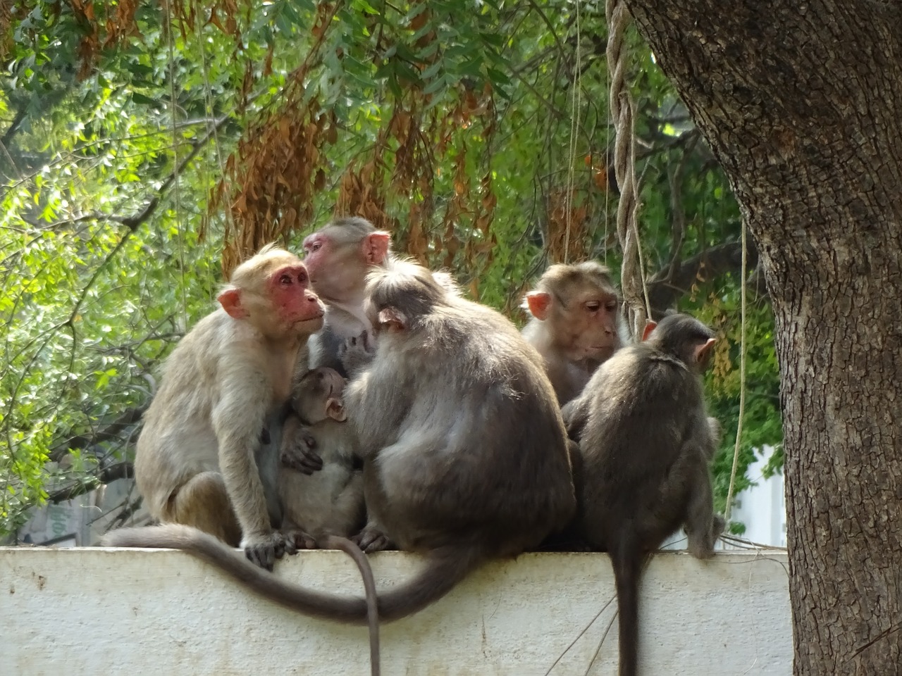 india tiruvanamalai ape free photo