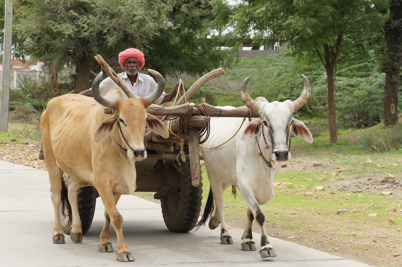 india ox karre rajasthan free photo