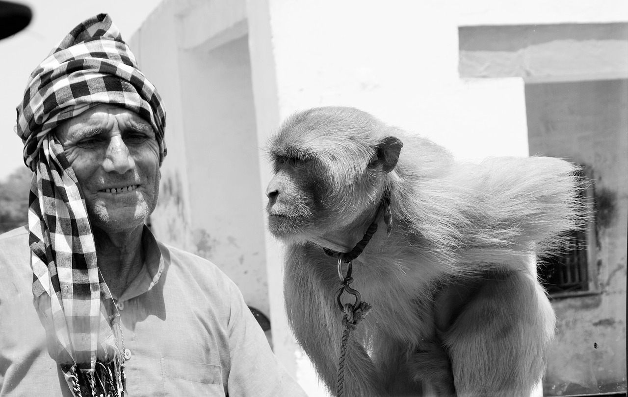 india monkey hindu free photo