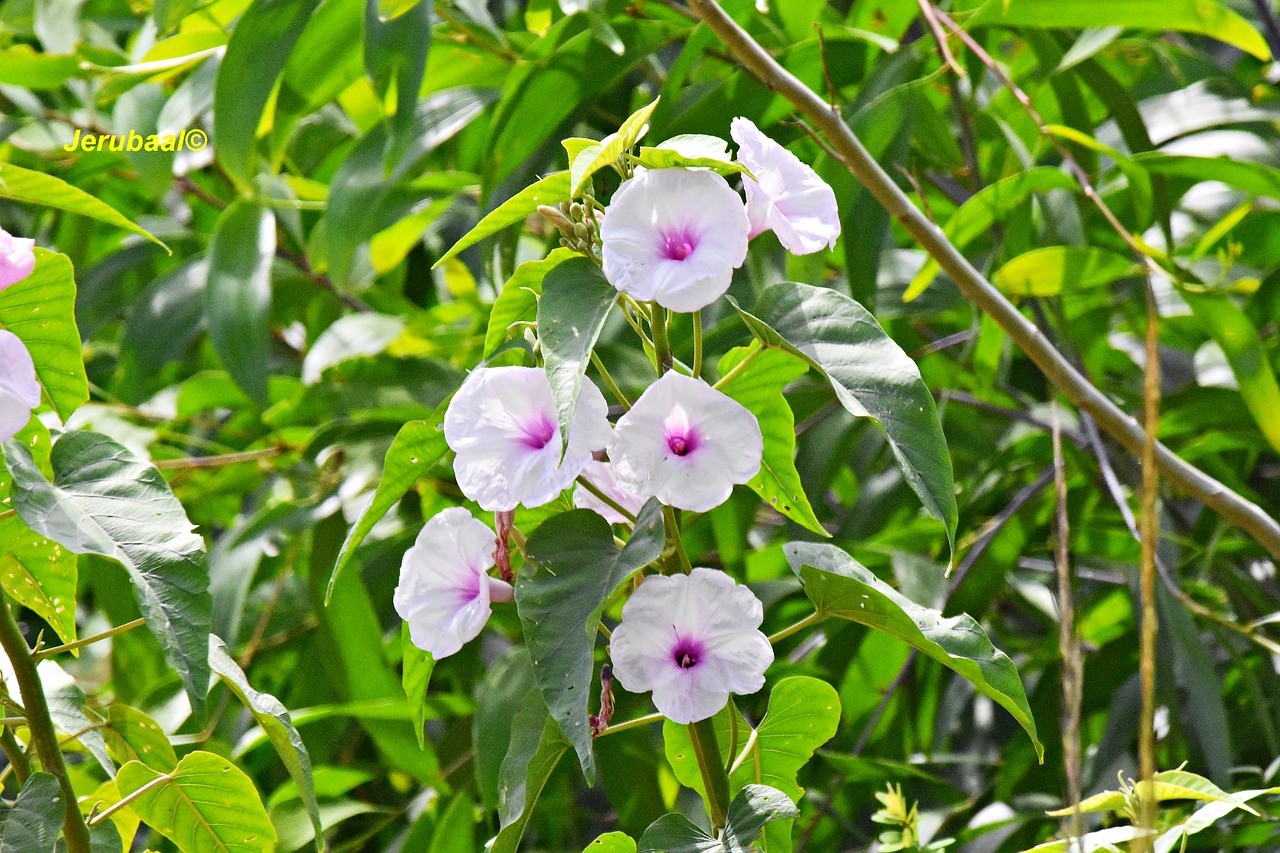 india flowers blossom free photo