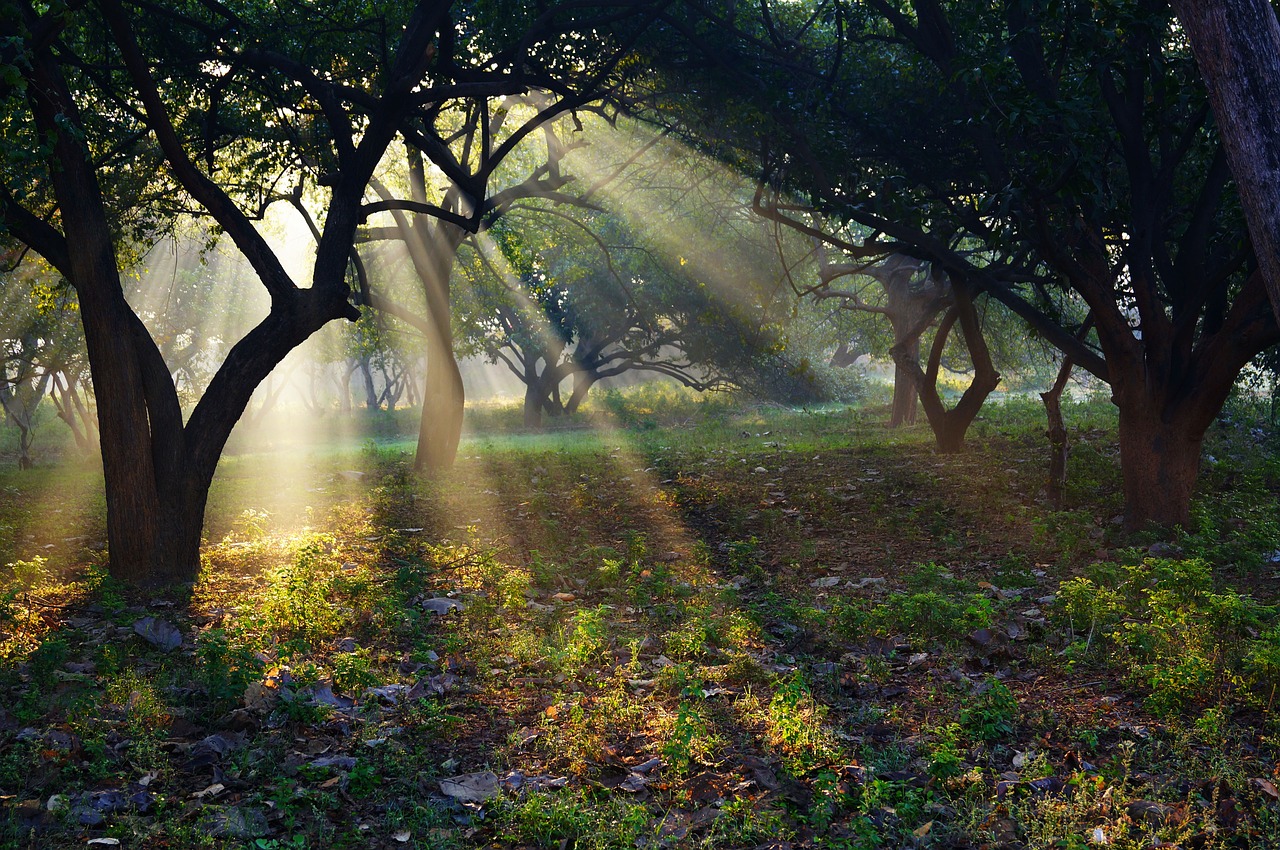 india ashram sun free photo