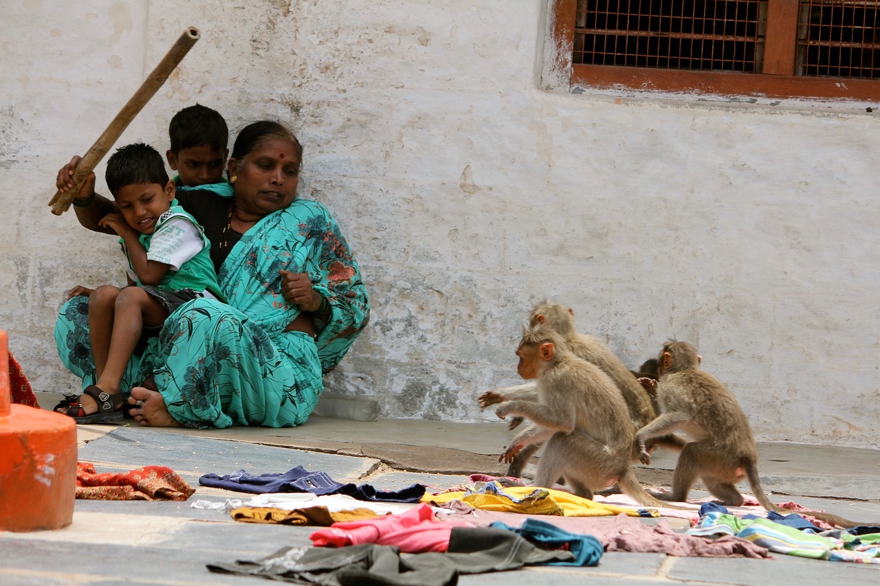 india family ape free photo