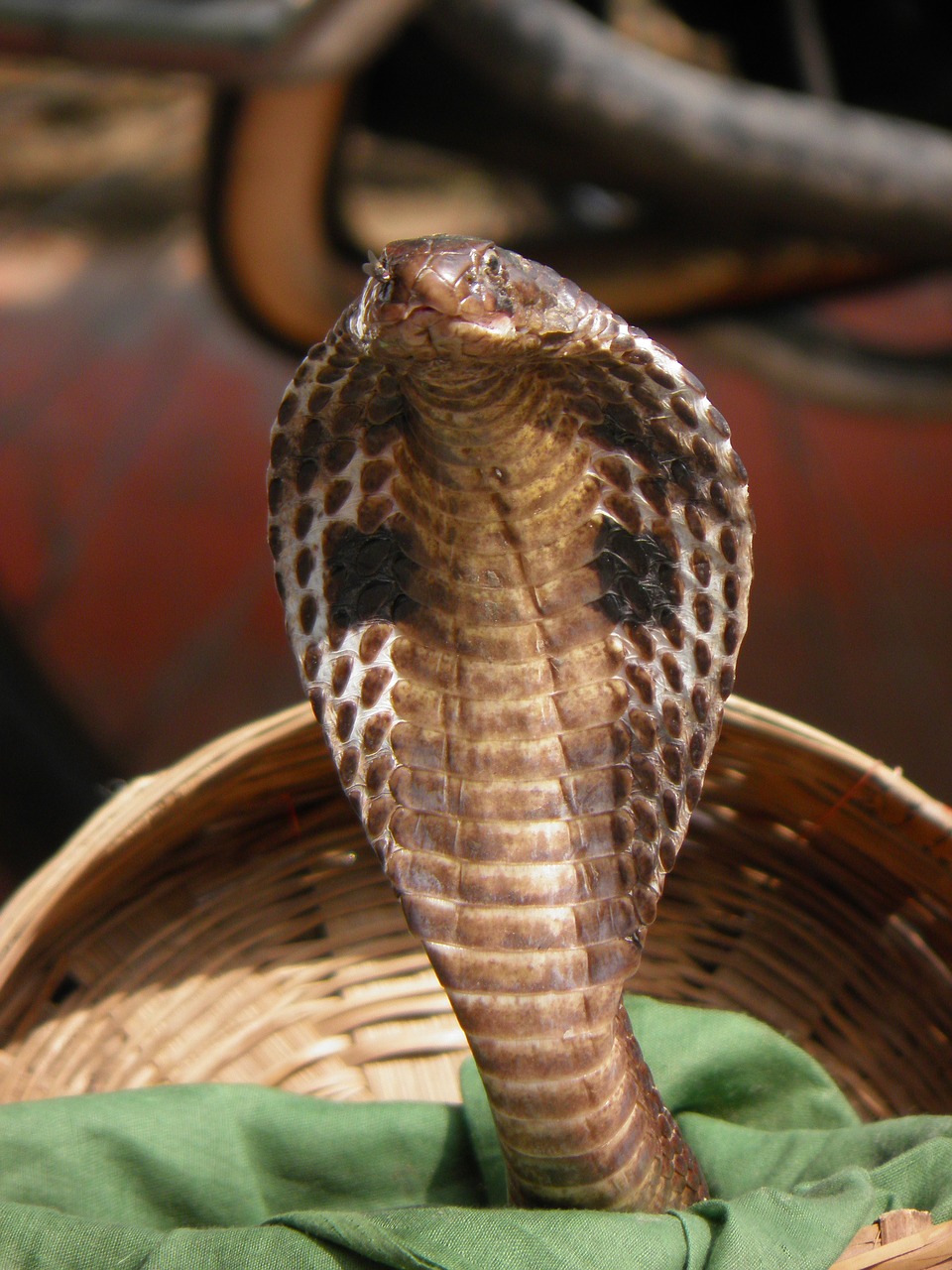 india snake cobra free photo