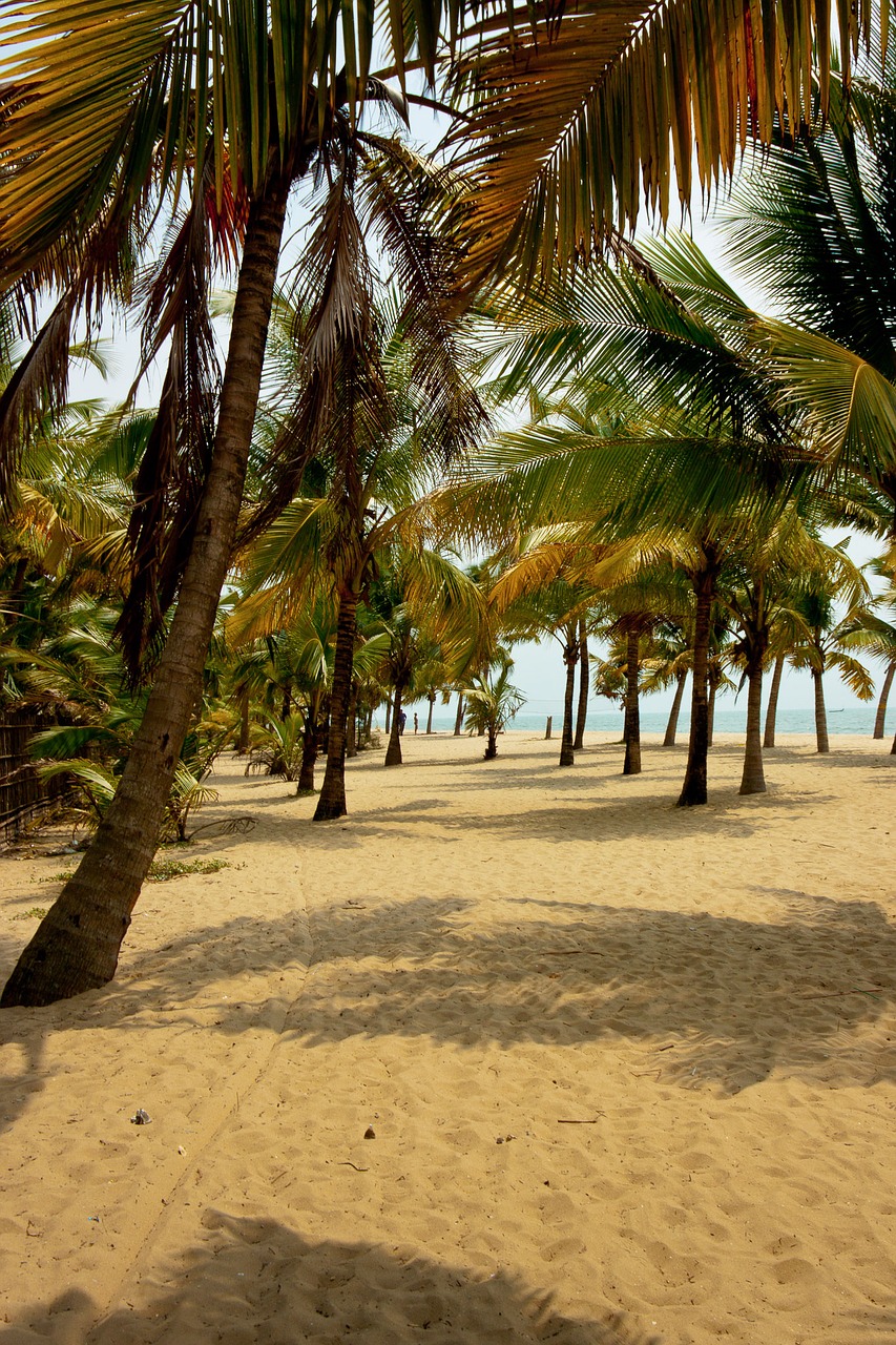 india kerala palm trees free photo