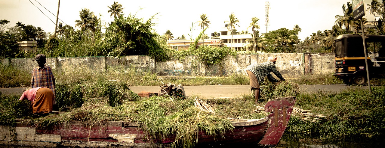 india kerala rice harvest free photo