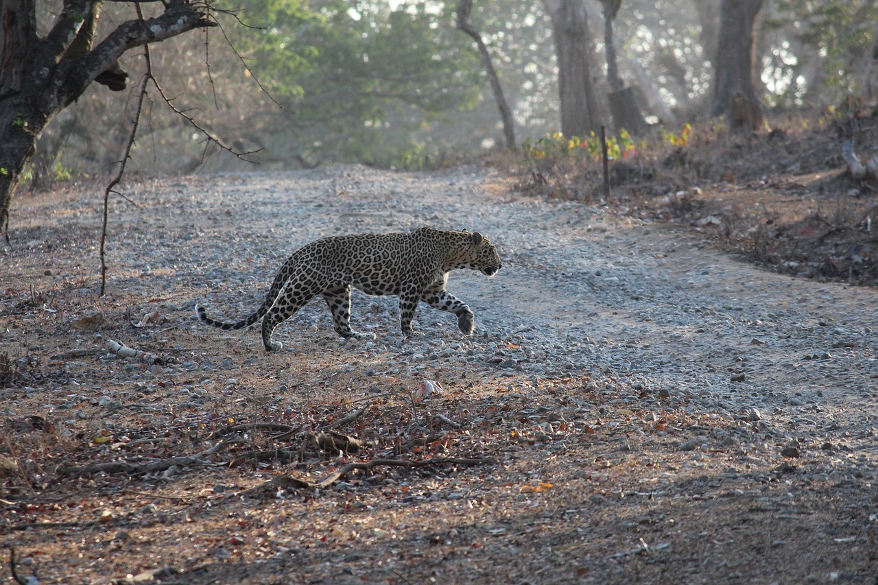 india leopard prowl free photo