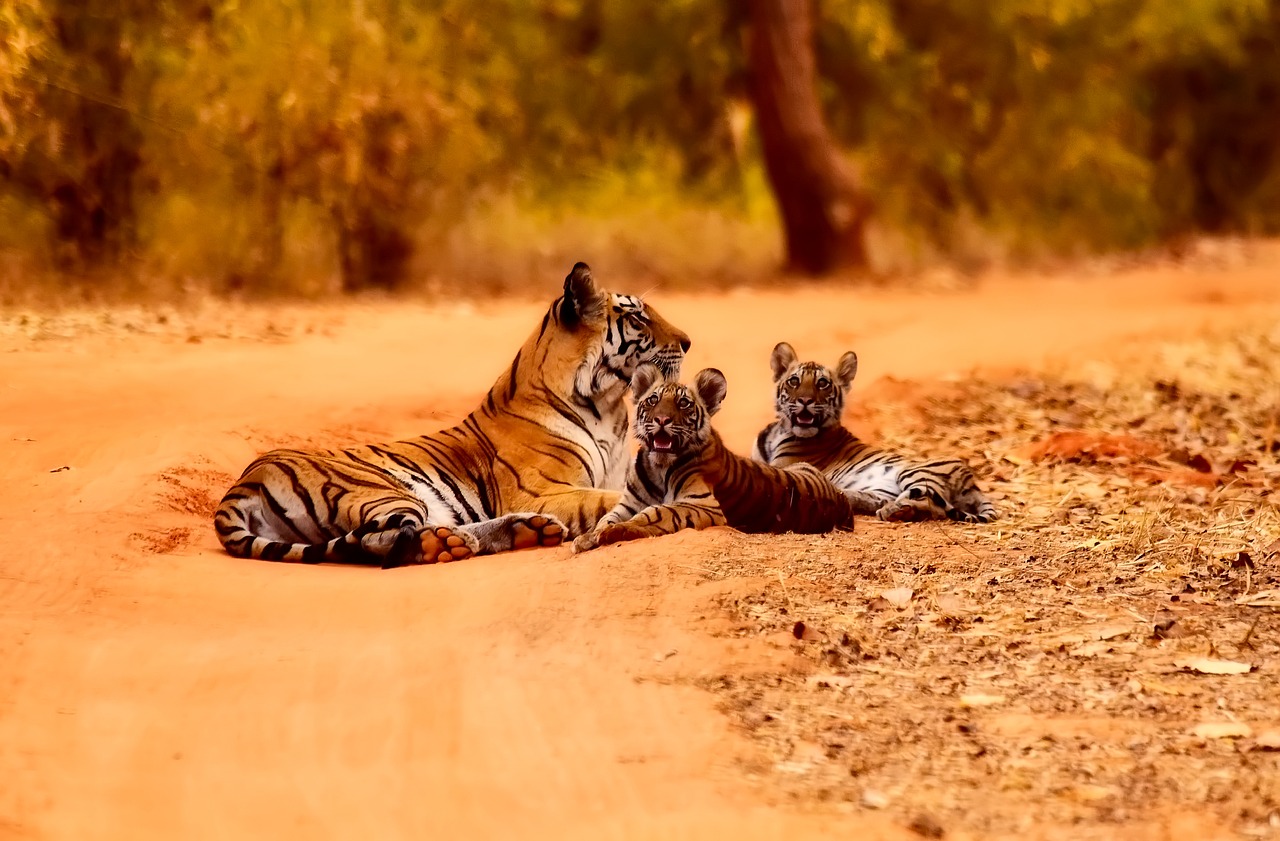 india tigers wildlife free photo