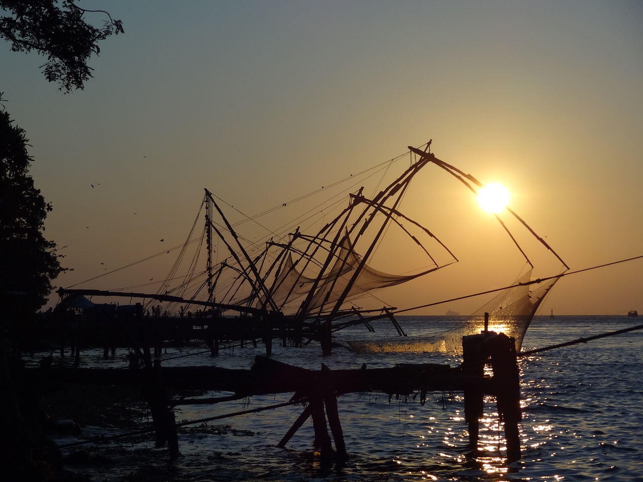 india sea fish free photo