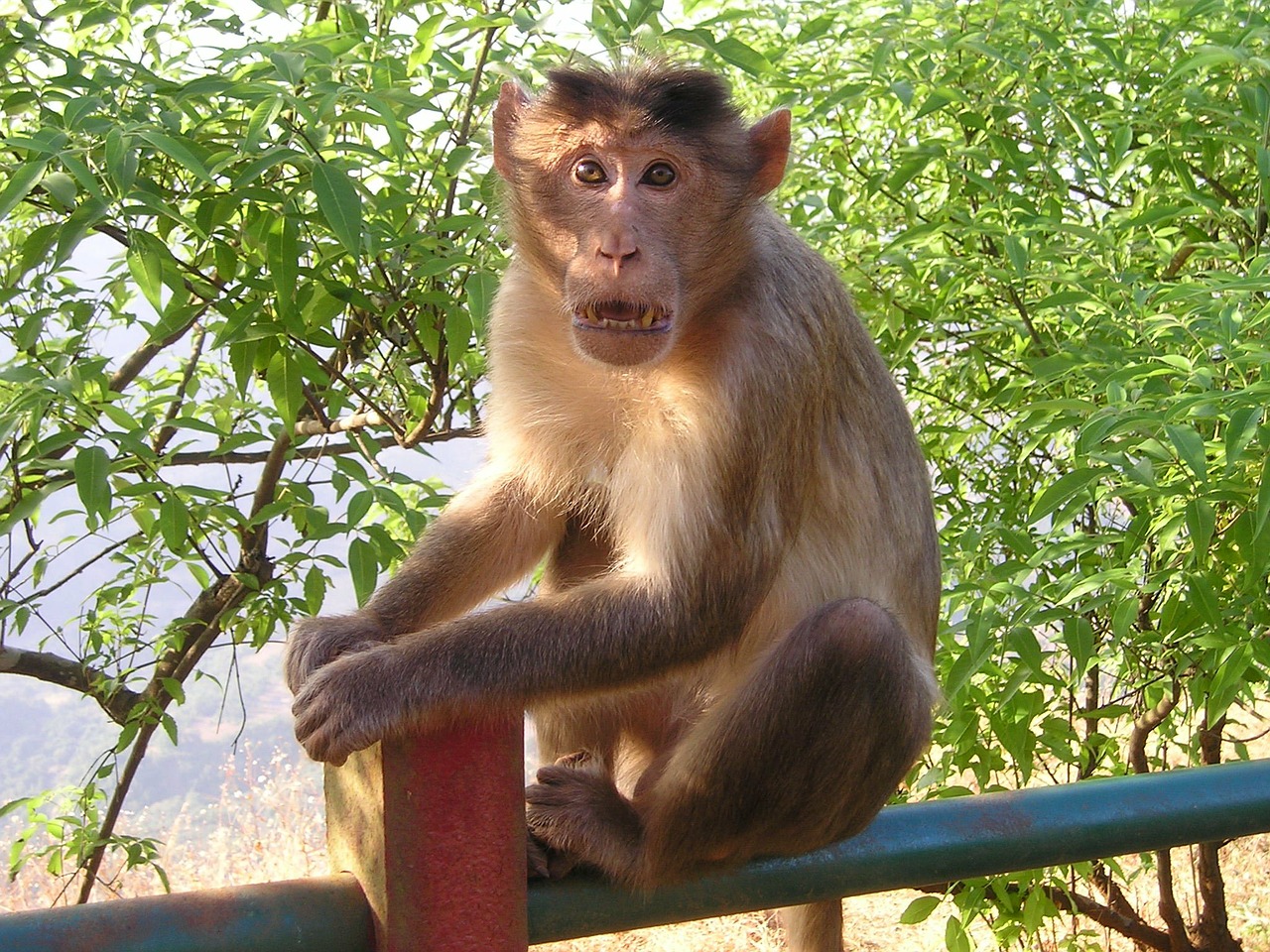 india,monkey,wild,free pictures, free photos, free images, royalty free, free illustrations, public domain