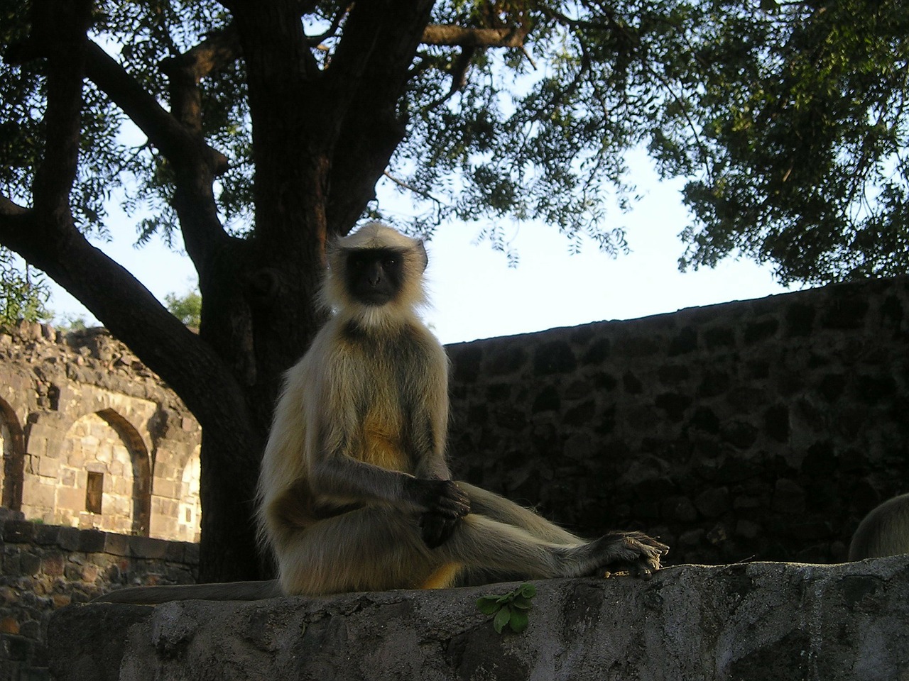 india monkey wild free photo