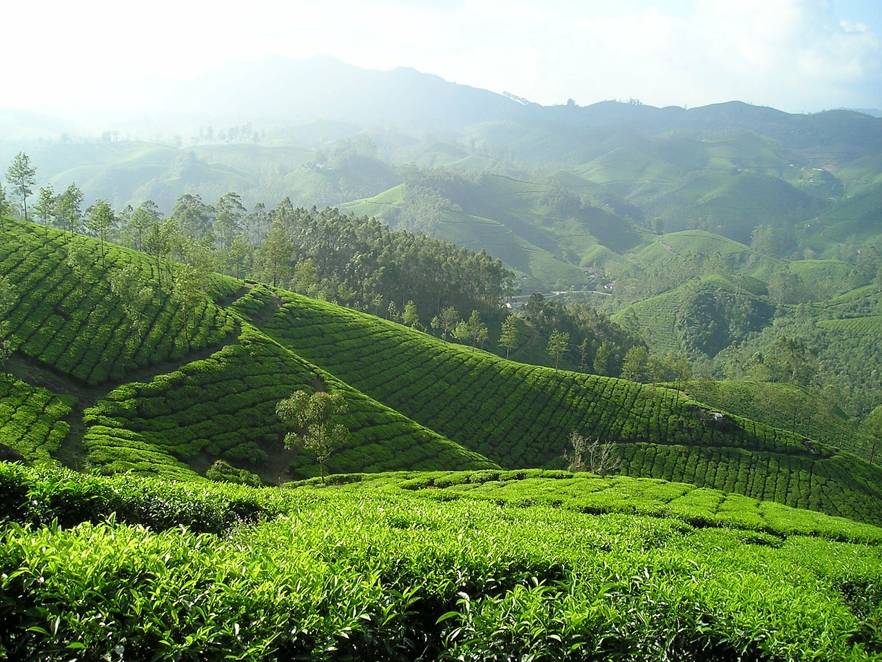 india tee tea plantation free photo