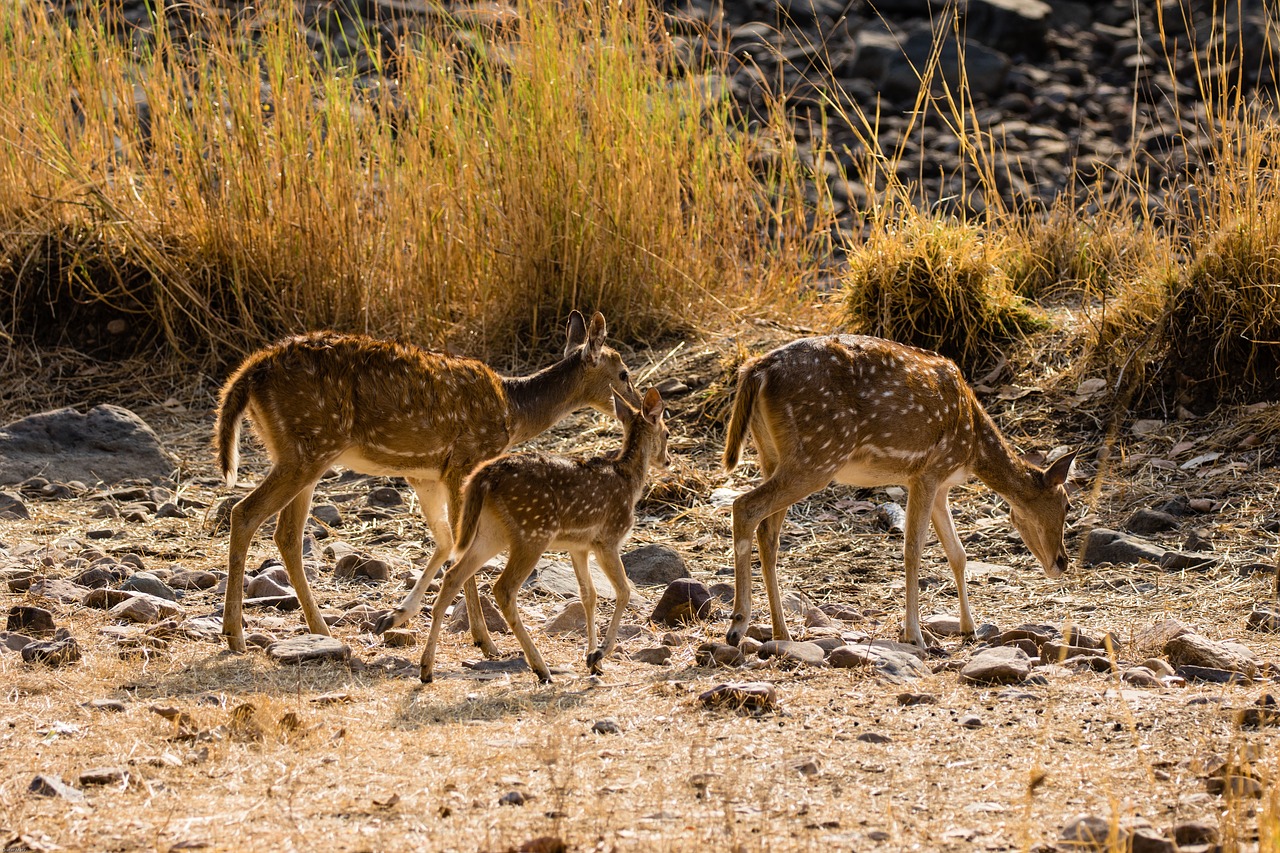 india  ranthambore  nature reserve free photo