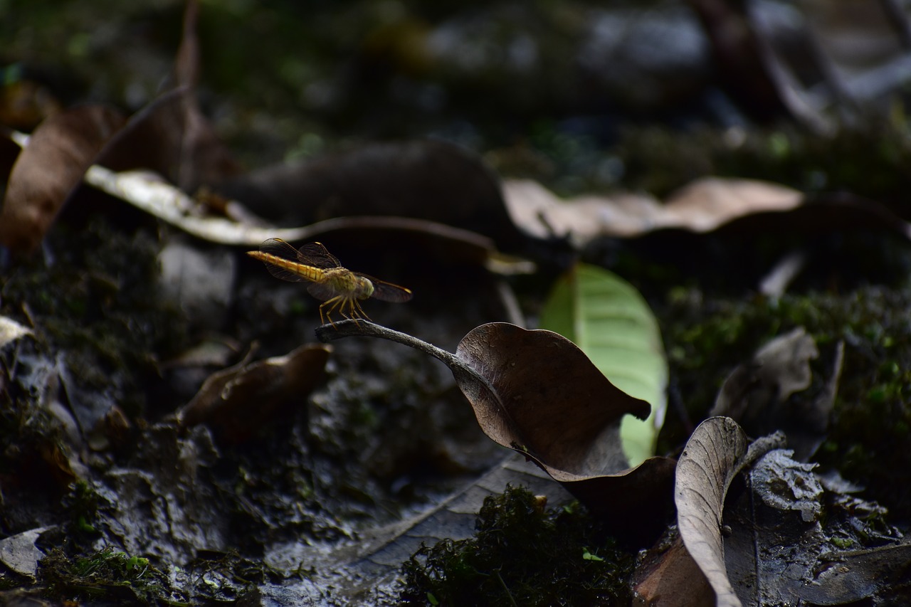 india  wildlife  close up free photo