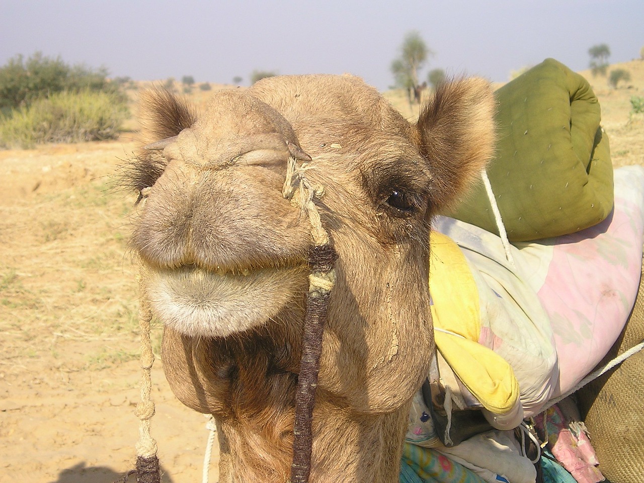 india camel desert free photo
