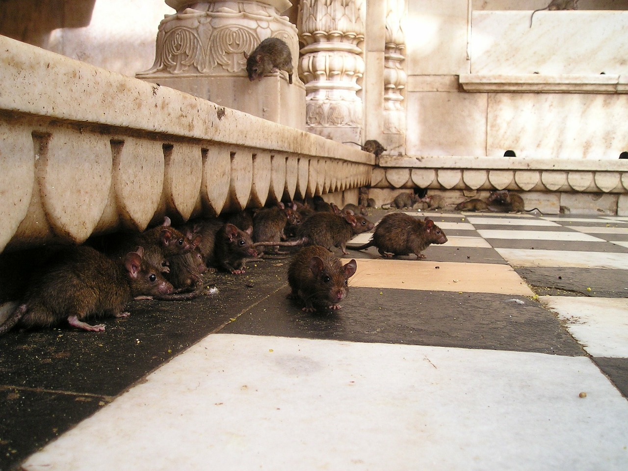 india rat temple rat free photo