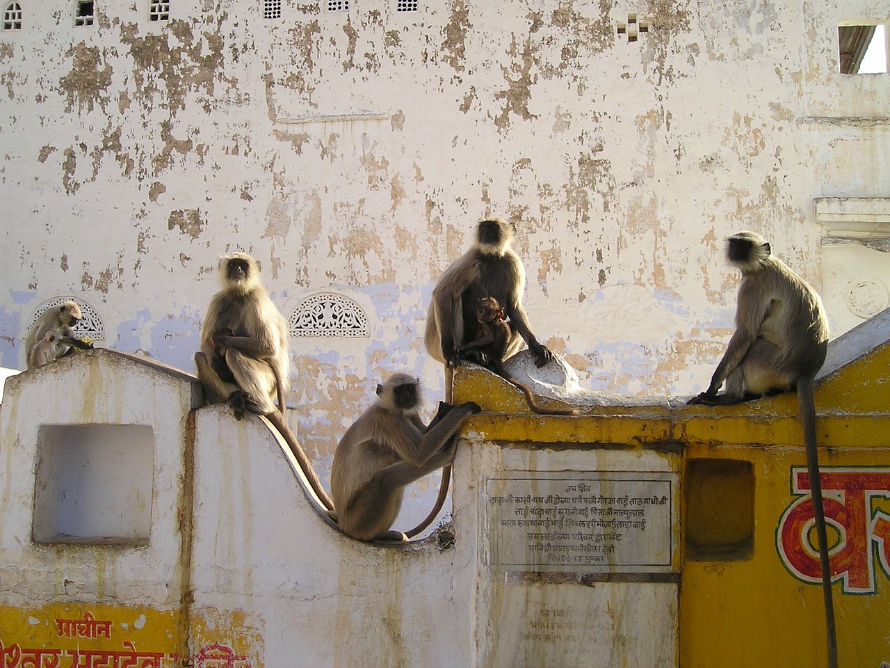 india ape ape horde free photo